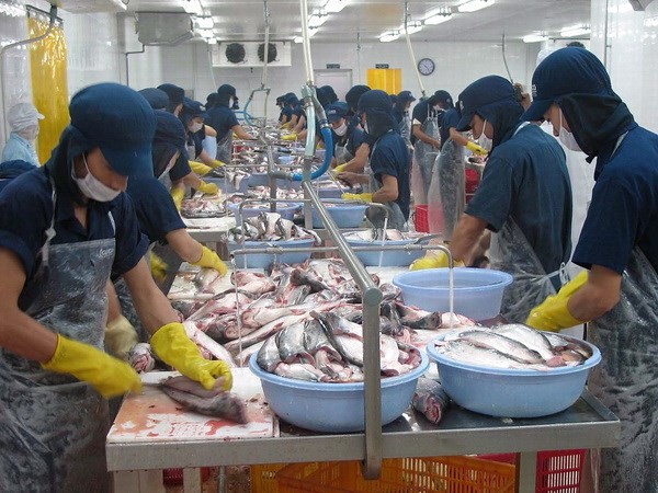 Tra fish processing for export (Photo: VNA)